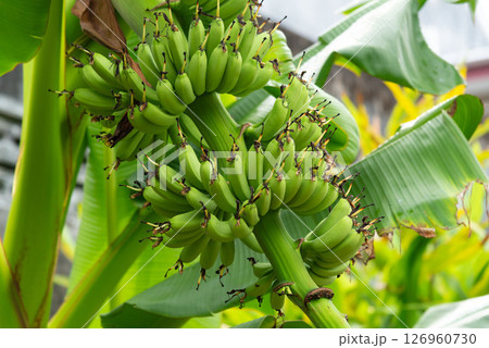 Green Banana Cluster on Tree Green Banana Cluster on Tree 126960730