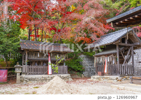 秋の京都 紅葉が美しい石座神社 福善社 西末社 秋の京都 紅葉が美しい石座神社 福善社 西末社 126960967