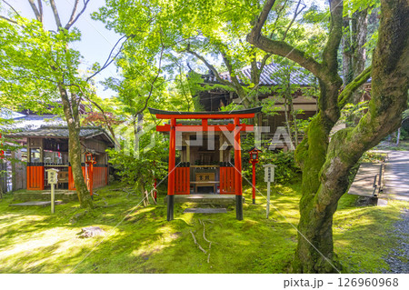 京都　今熊野観音寺　熊野権現社・稲荷社　新緑の季節 126960968
