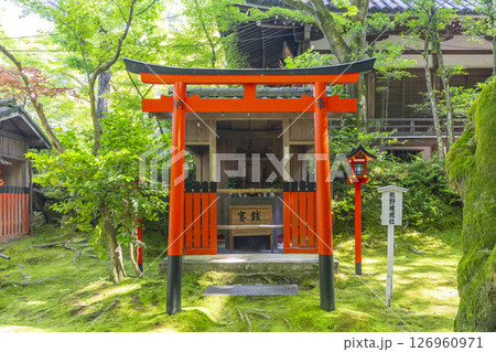 京都 今熊野観音寺 熊野権現社 新緑の季節 京都 今熊野観音寺 熊野権現社 新緑の季節 126960971
