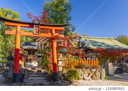 秋の京都　今宮神社末社　紅葉に包まれた紫野稲荷社 126960981