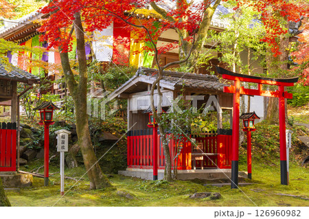 秋の京都　今熊野観音寺　紅葉に包まれた稲荷社と熊野権現社 126960982