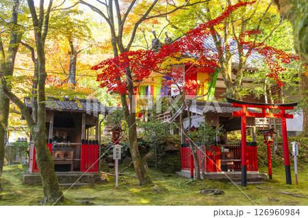 秋の京都　今熊野観音寺　紅葉に包まれた稲荷社と熊野権現社 126960984