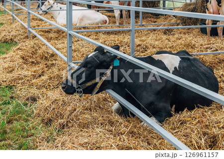 Close-up portrait of a young Holstein cow 126961157
