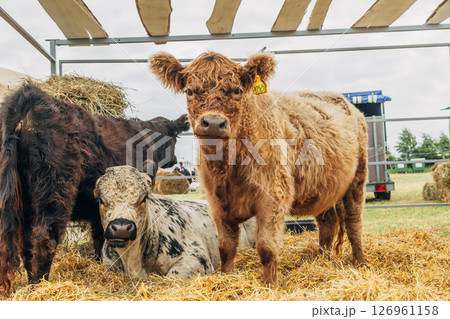Galloway cattle breed for meat production Galloway cattle breed for meat production 126961158