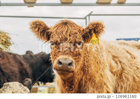 Galloway cattle breed for meat production Galloway cattle breed for meat production 126961160