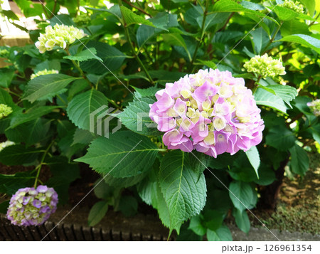 梅雨の晴れ間に咲く紫陽花 梅雨の晴れ間に咲く紫陽花 126961354
