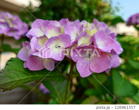 町中に咲く薄紫色の紫陽花 126961357