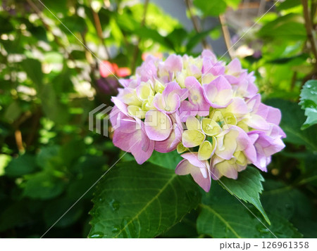 雨上がりの日差しを浴びる紫陽花の花 126961358