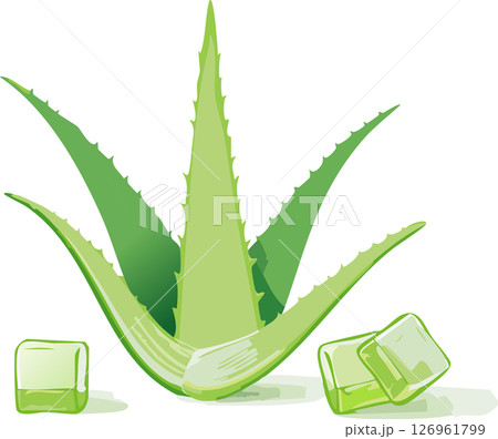Bright green aloe vera leaves arranged in a radial pattern with glossy gel cubes scattered below, flat design on white background, minimal shading and smooth clean lines for a fresh and modern herbal 126961799