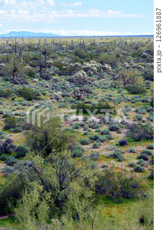 Mid Winter Landscape Sonoran Desert Arizona Mid Winter Landscape Sonoran Desert Arizona 126961887