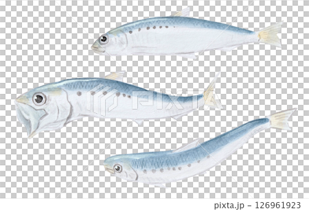 Sardine watercolor painting 126961923