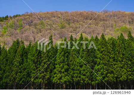 新緑の山林と山 126961940