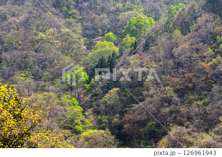 新緑の頃の山 126961943