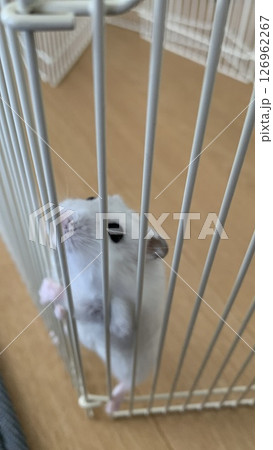 ここかは出して〜・ハムスター大福 ここかは出して〜・ハムスター大福 126962267