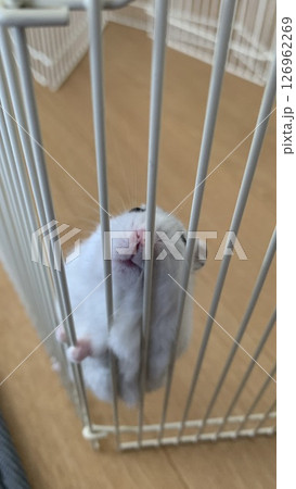 ここかは出して〜・ハムスター大福 ここかは出して〜・ハムスター大福 126962269