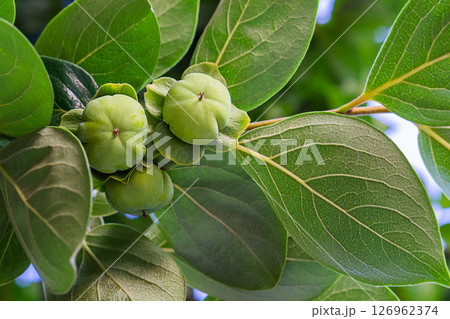 Beautiful green unripe persimmon fruits hang on a tree branch with large leaves with clear numerous veins. Beauty in nature, orchard in summer. Barely visible areas of a light sky against background Beautiful green unripe persimmon fruits hang on a tree branch with large leaves with clear numerous veins. Beauty in nature, orchard in summer. Barely visible areas of a light sky against background 126962374