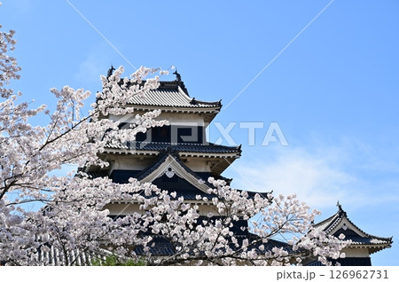 城内の桜と天守　松本城 126962731
