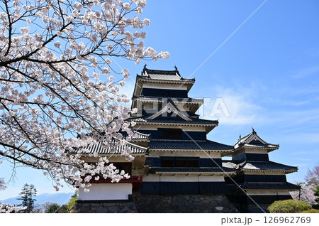 松本城の天守と城内のさくら　 126962769