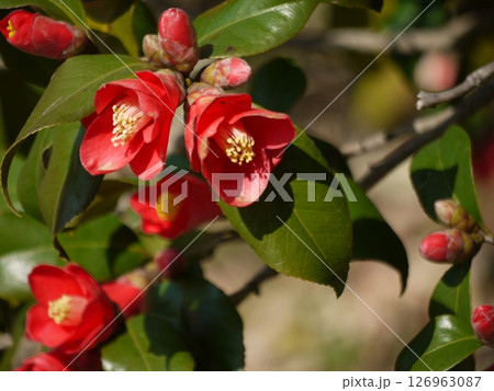 ヤブツバキの花と蕾 ヤブツバキの花と蕾 126963087