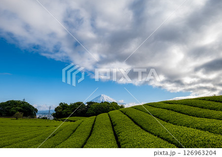 静岡県富士市にある岩本山の緑茶の茶畑と富士山, 静岡県富士市にある岩本山の緑茶の茶畑と富士山, 126963204