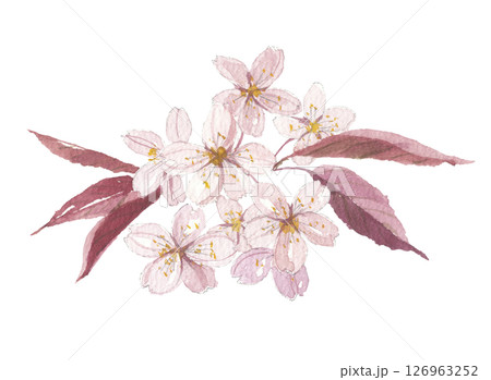 水彩で描いた山桜　ヤマザクラ 126963252