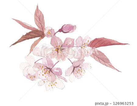 水彩で描いた山桜 ヤマザクラ 水彩で描いた山桜 ヤマザクラ 126963253
