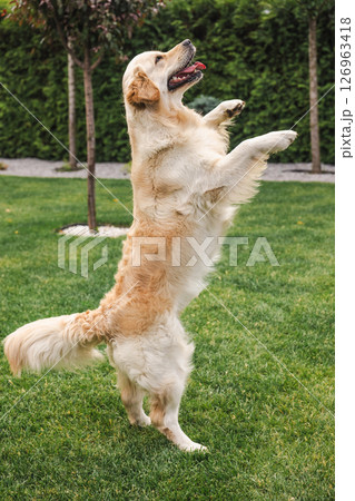 Golden Retriever dog standing on hind legs with joyful expression on green grass lawn 126963418