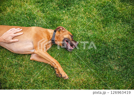 Happy brown Boxer dog lying on the grass, enjoying a belly rub from a human hand, eyes closed and mouth open in joy Happy brown Boxer dog lying on the grass, enjoying a belly rub from a human hand, eyes closed and mouth open in joy 126963419
