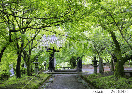 初夏の新緑が美しい秋月城跡　黒門 126963420