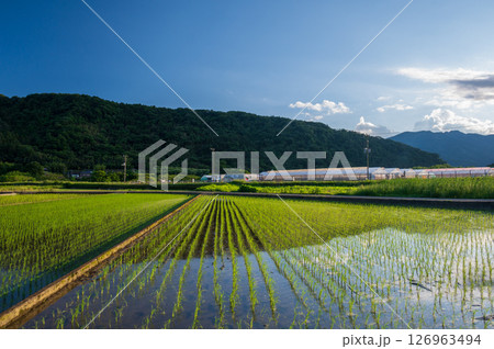 箕輪耕地の水田風景　初夏の原風景 126963494