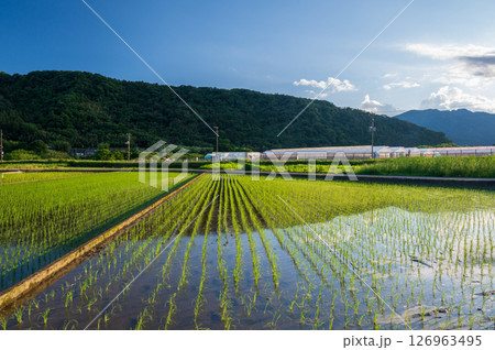 箕輪耕地の水田風景 初夏の原風景 箕輪耕地の水田風景 初夏の原風景 126963495