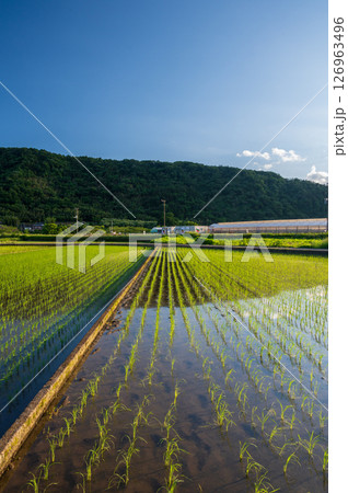 箕輪耕地の水田風景 初夏の原風景 箕輪耕地の水田風景 初夏の原風景 126963496