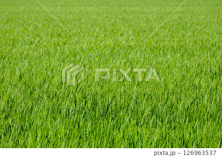 田んぼ 126963537