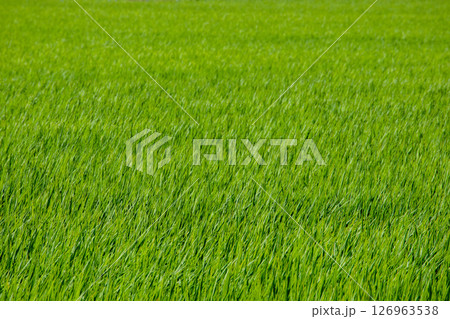 田んぼ 田んぼ 126963538