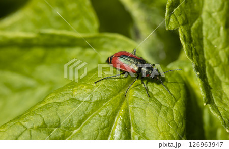 red-green beetle on a leaf of a bush, macro photo 126963947