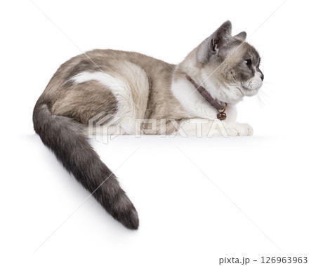 House cat on white background 126963963