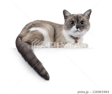 House cat on white background House cat on white background 126963964