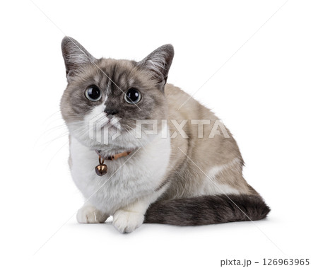 House cat on white background 126963965