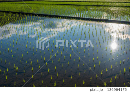 水田に浮かぶ空　水田の反射 126964176