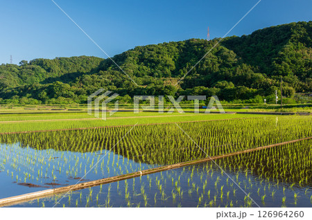 箕輪耕地の水田風景 初夏の原風景 箕輪耕地の水田風景 初夏の原風景 126964260