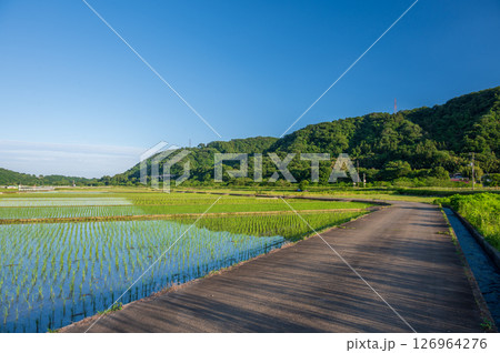 箕輪耕地の田園 水田の風景 農村風景 箕輪耕地の田園 水田の風景 農村風景 126964276