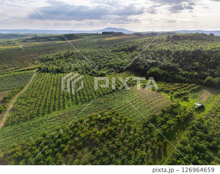 Aerial view of agricultural land. Valley of fruit farms 126964659