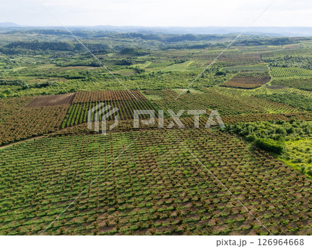 Aerial view of agricultural land. Valley of fruit farms Aerial view of agricultural land. Valley of fruit farms 126964668
