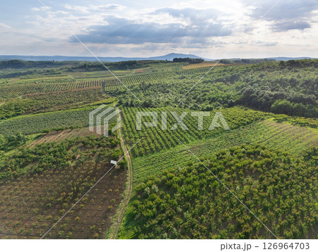 Aerial view of agricultural land. Valley of fruit farms Aerial view of agricultural land. Valley of fruit farms 126964703