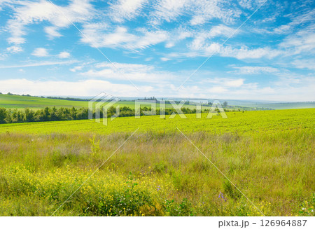 Beautiful summer field with bright flowers and blue sky with fluffy clouds. 126964887