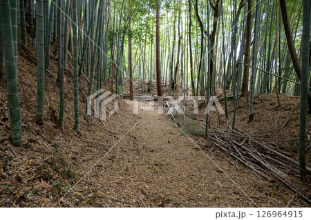 滝山城 小宮曲輪周囲の空堀 滝山城 小宮曲輪周囲の空堀 126964915