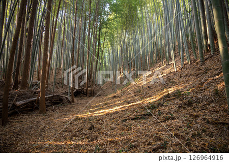 滝山城 小宮曲輪周囲の空堀 滝山城 小宮曲輪周囲の空堀 126964916