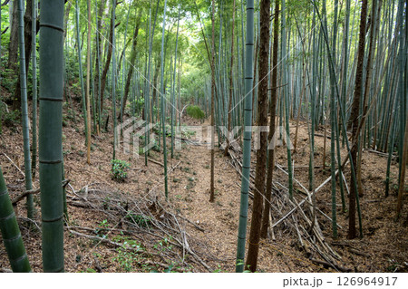 滝山城　小宮曲輪周囲の空堀 126964917