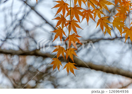 秋に染まる紅葉の散り葉 秋に染まる紅葉の散り葉 126964936
